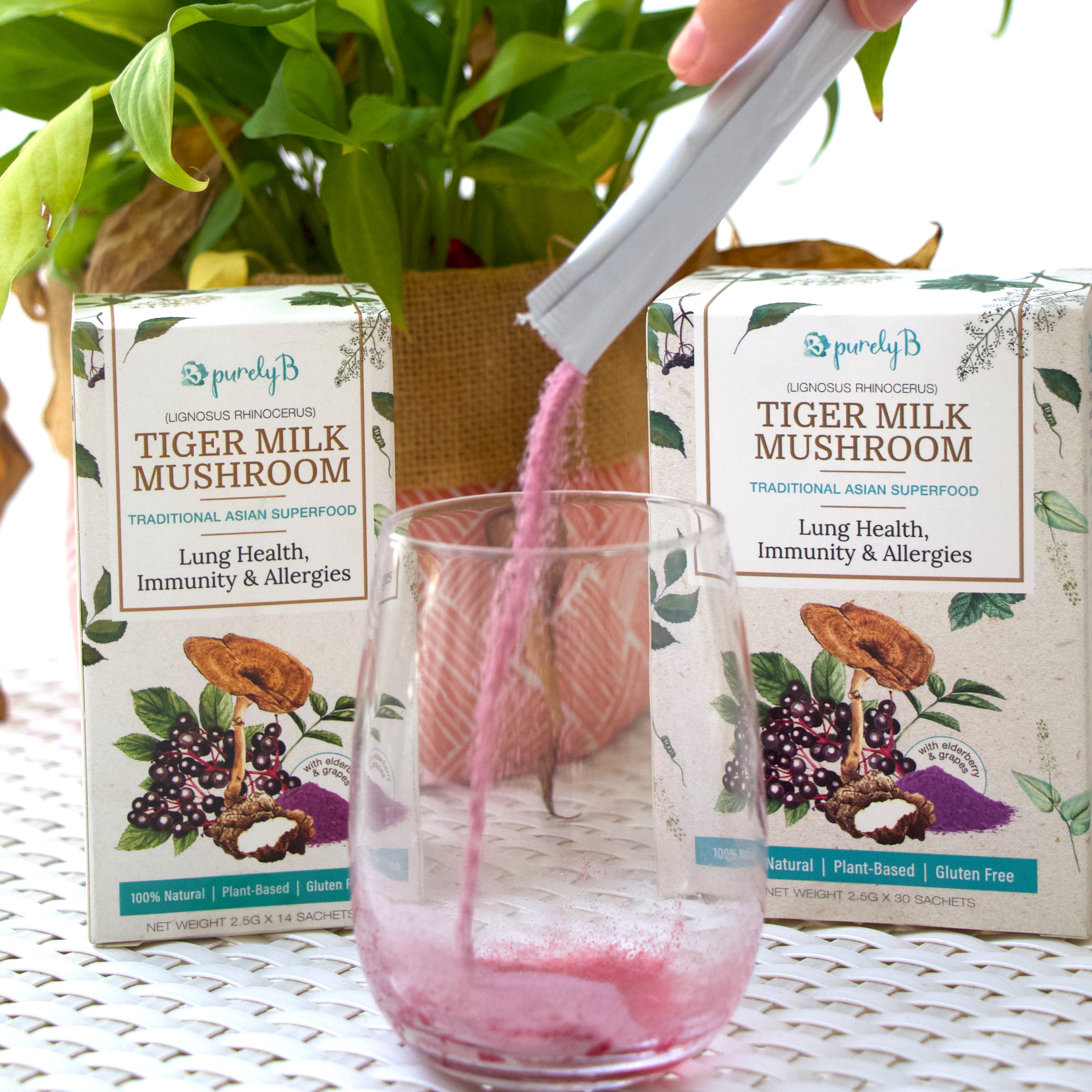 PurelyB Tiger Milk Mushroom