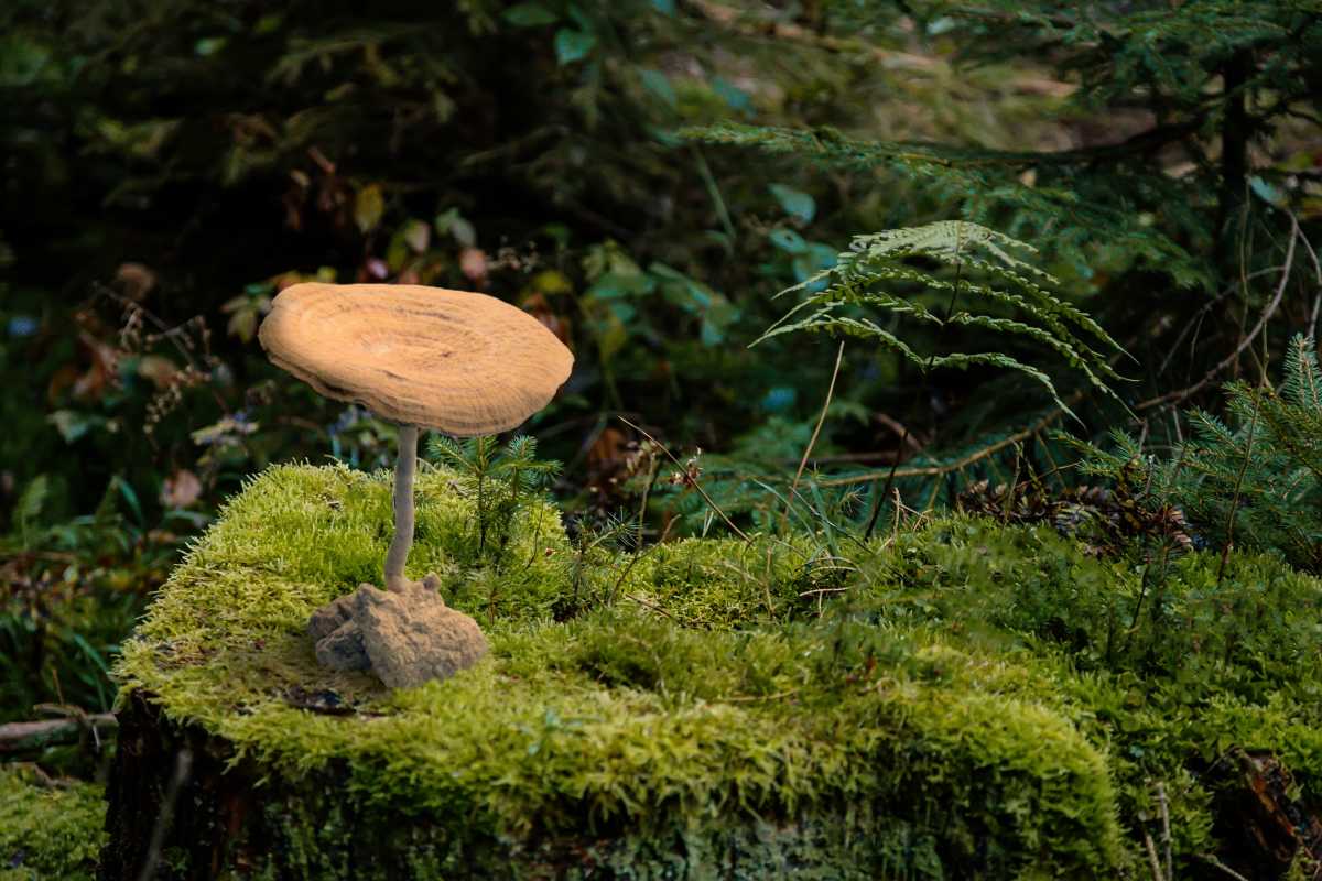 Tiger Milk Mushroom: How This Malay Hidden Treasure Transforms Your Health