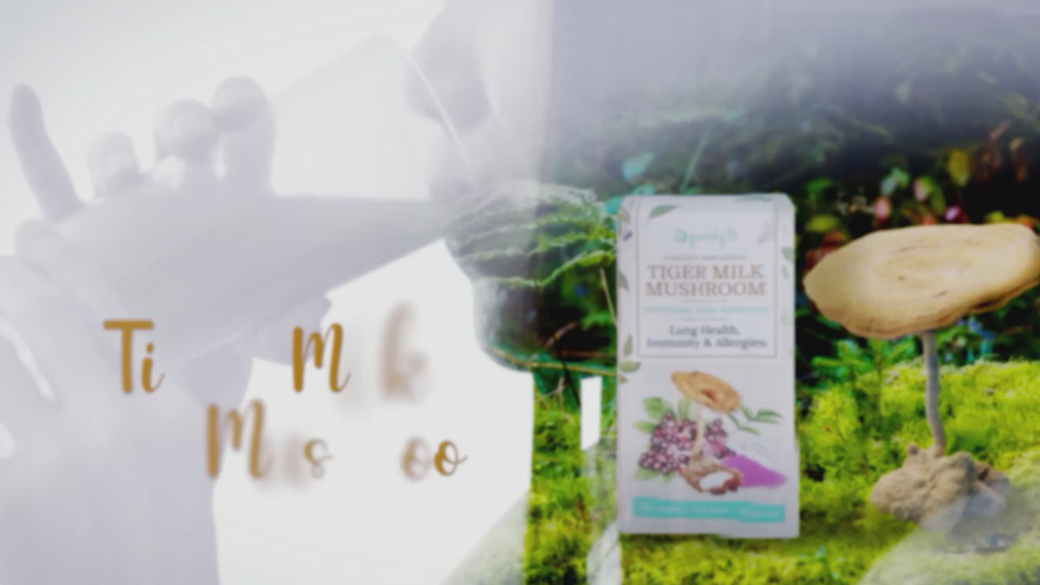 PurelyB Tiger Milk Mushroom